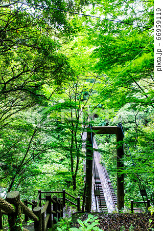 新緑の富川渓谷　森の吊橋　万年の森　【長崎県諫早市】 66959119