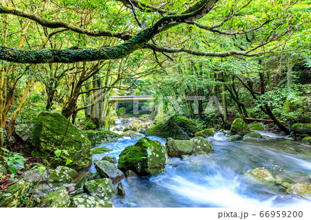 新緑の富川渓谷　富川橋と渓流　万年の森　【長崎県諫早市】 66959200