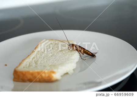 A cockroach is sitting on a piece of bread in a A cockroach is sitting on a piece of bread in a 66959609