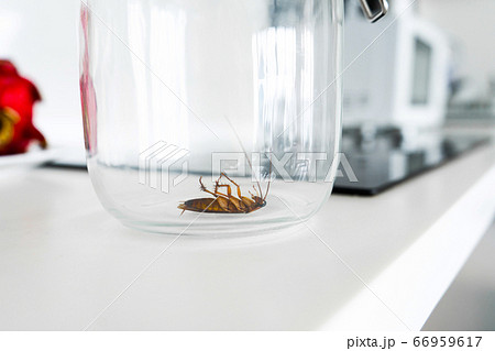 Cockroach in a glass jar in the kitchen Cockroach in a glass jar in the kitchen 66959617