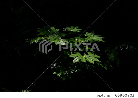 登山中にある森の大きな葉 66960503