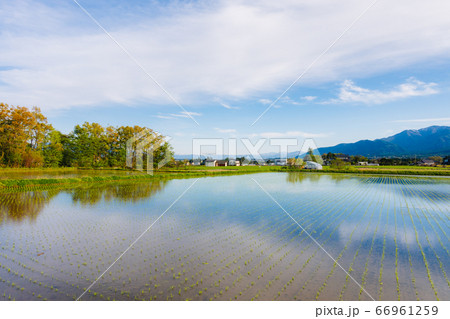 夕陽を浴びる田植え後の水田【初夏の安曇野】 夕陽を浴びる田植え後の水田【初夏の安曇野】 66961259