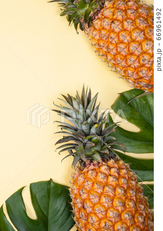 パイナップル パイン パインアップル 66961492