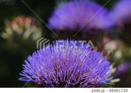 6月 調布229アーティチョーク・キク科(朝鮮薊)・京王アンジェ 6月 調布229アーティチョーク・キク科(朝鮮薊)・京王アンジェ 66961730