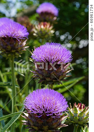 6月 調布227アーティチョーク・キク科(朝鮮薊)・京王アンジェ 6月 調布227アーティチョーク・キク科(朝鮮薊)・京王アンジェ 66961734