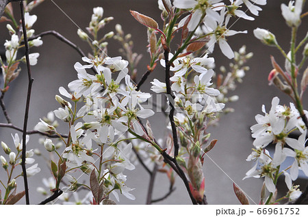 満開のジューンベリーの花の写真素材