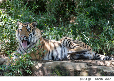多摩動物公園 アムールトラ 多摩動物公園 アムールトラ 66961882