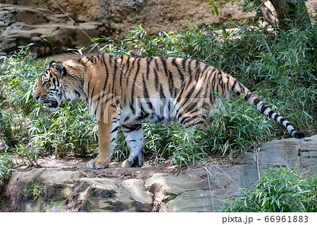 多摩動物公園 アムールトラ 多摩動物公園 アムールトラ 66961883