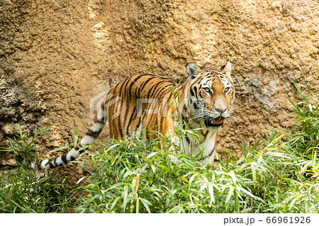 多摩動物公園 アムールトラ 66961926