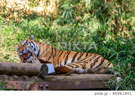 多摩動物公園 アムールトラ 多摩動物公園 アムールトラ 66961941