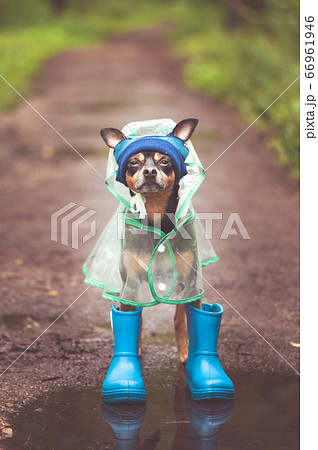 Concept of autumn and rain. Funny dog in a hat, Concept of autumn and rain. Funny dog in a hat, 66961946