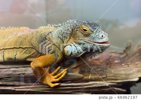 Beautiful yellow iguana sits on a branch and looks 66962197