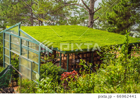Gazebo with a perfect turf roof in the summer in a pine forest Gazebo with a perfect turf roof in the summer in a pine forest 66962441