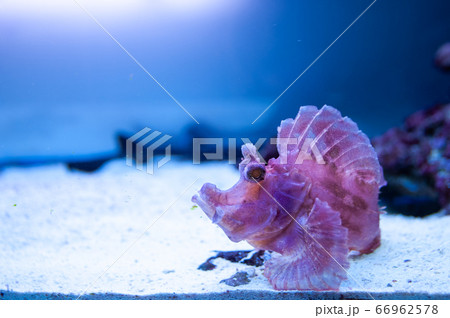 Pink Rhinopias frondosa or Weedy scorpionfish Pink Rhinopias frondosa or Weedy scorpionfish 66962578