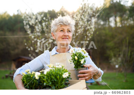 Senior woman gardening in summer, holding flowering plants. 66962803