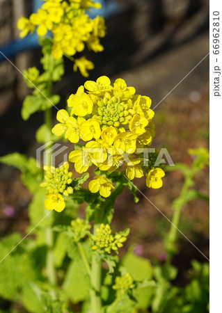 黄色の菜の花 66962810