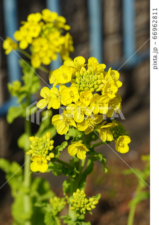 黄色の菜の花 66962811