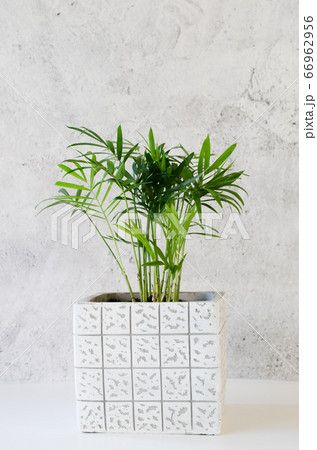 Potted plant Chamaedorea elegans near gray concrete wall. Potted plant Chamaedorea elegans near gray concrete wall. 66962956