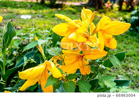 Mellow Yellow color Calla lily Arum-lily, 66963004