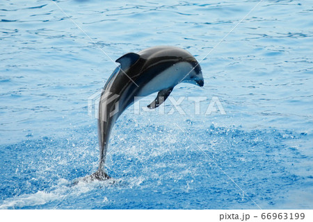 イルカショー 66963199