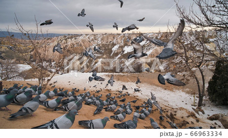 Beautiful landscape of pigeons are flying in Cappadocia pigeon valley, Uchisar, Turkey. 66963334