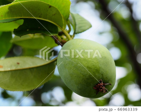 カリンの実 66963339