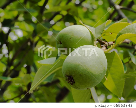 カリンの実 66963343