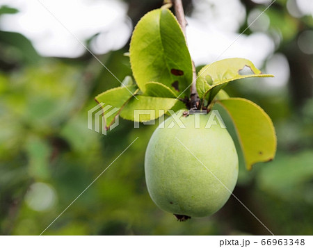 カリンの実 66963348