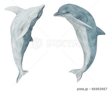 Two Jumping Dolphins Isolated On White Backgroundのイラスト素材