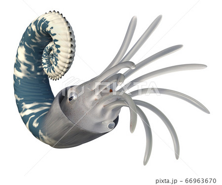 Oso Ammonoids Emericiceras 66963670