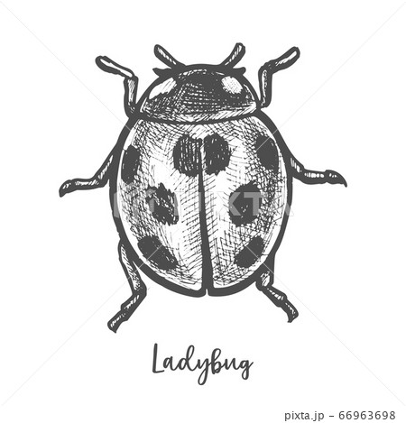 Sketch of ladybug insect. Hand drawn ladybird Sketch of ladybug insect. Hand drawn ladybird 66963698