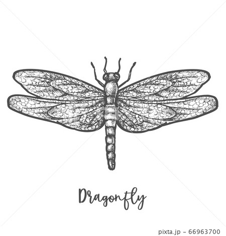 Engraved dragonfly or flying insect sketch vector Engraved dragonfly or flying insect sketch vector 66963700