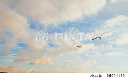 White seagulls against the evening sky of Istanbul. 66964156