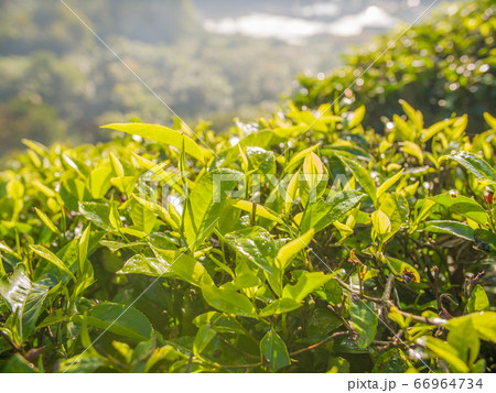 Tea leaves on a plantation near the city of Munar. India. 66964734