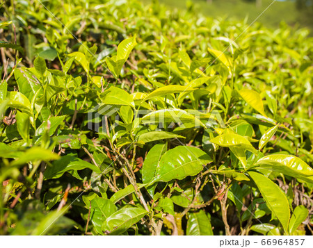 Tea leaves on a plantation near the city of Munar. India. 66964857