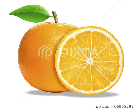 オレンジ 1個と輪切りのイラスト素材