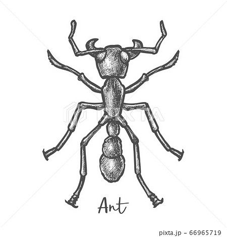 Big bug isolated hand drawn sketch Royalty Free Vector Image