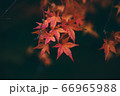 紅葉 66965988