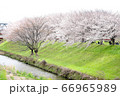 桜 66965989
