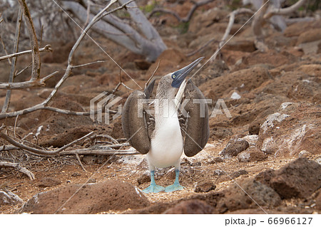 ガラパゴス諸島に生息する 野生のアオアシカツオドリの写真素材