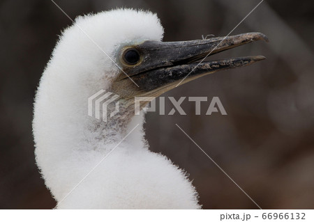 ガラパゴス諸島に生息する 野生のアオアシカツオドリの雛鳥の写真素材