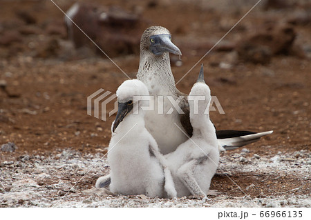ガラパゴス諸島に生息する 野生のアオアシカツオドリの親鳥と雛鳥の写真素材