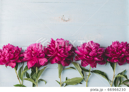Beautiful burgundy pink peonies lie in a row wooden blue background. Horizontal frame copy space. Top view flat layout Beautiful burgundy pink peonies lie in a row wooden blue background. Horizontal frame copy space. Top view flat layout 66966230