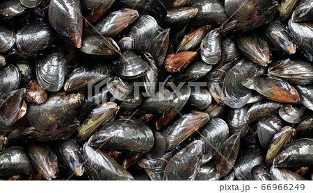 Mussels Background 66966249