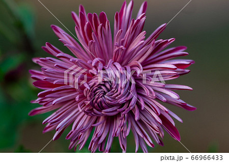 Close-up of a flower 66966433