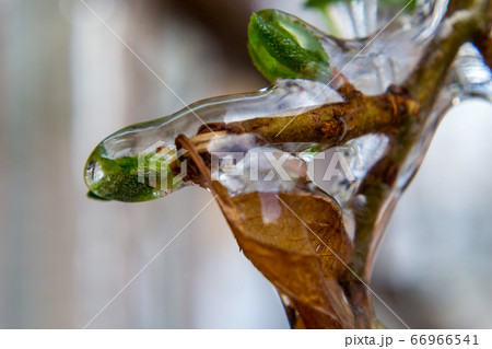 Close-up of frozen branches 66966541