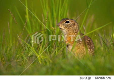 Little european ground squirrel sitting in grass during the summer. Little european ground squirrel sitting in grass during the summer. 66966720