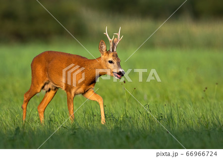 Calm roe deer buck going on meadow with green grass and reed in background 66966724