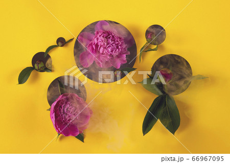 Pink summer peony flowers peep out from circles cut out in paper. Pink summer peony flowers peep out from circles cut out in paper. 66967095