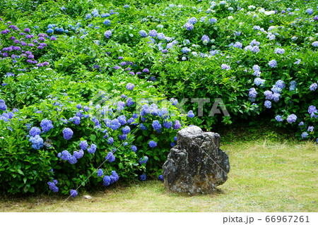 若狭瓜割名水公園 あじさい園　紫陽花 66967261